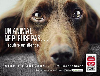 campagne-abandon-30-millions-d-amis.jpg