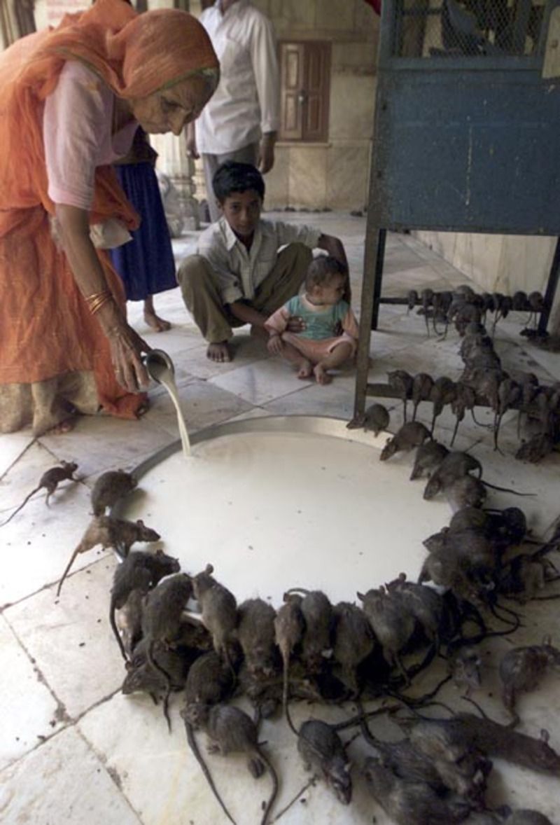 En Inde Le Temple Des Rats Sacrés